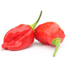 Naga Chilli/ Chili Naga Świeże